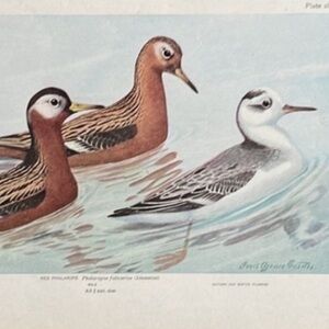 Antique Ornithological Bird Print Original